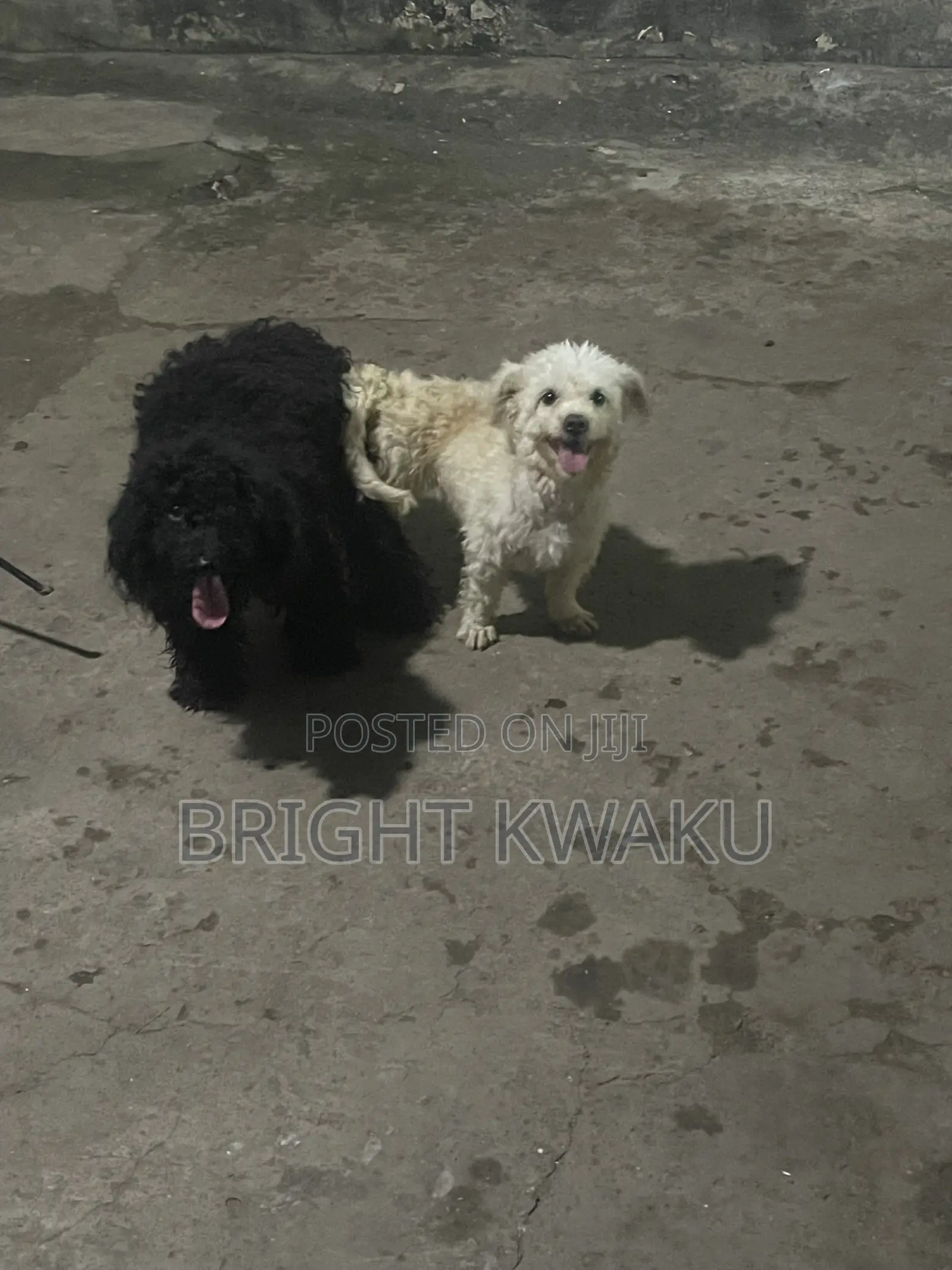 6-12 months Male Purebred Poodle