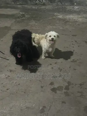 6-12 months Male Purebred Poodle