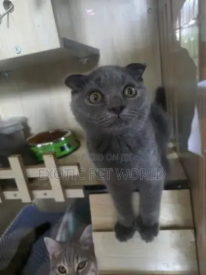 1-3 months Male Purebred Scottish Fold