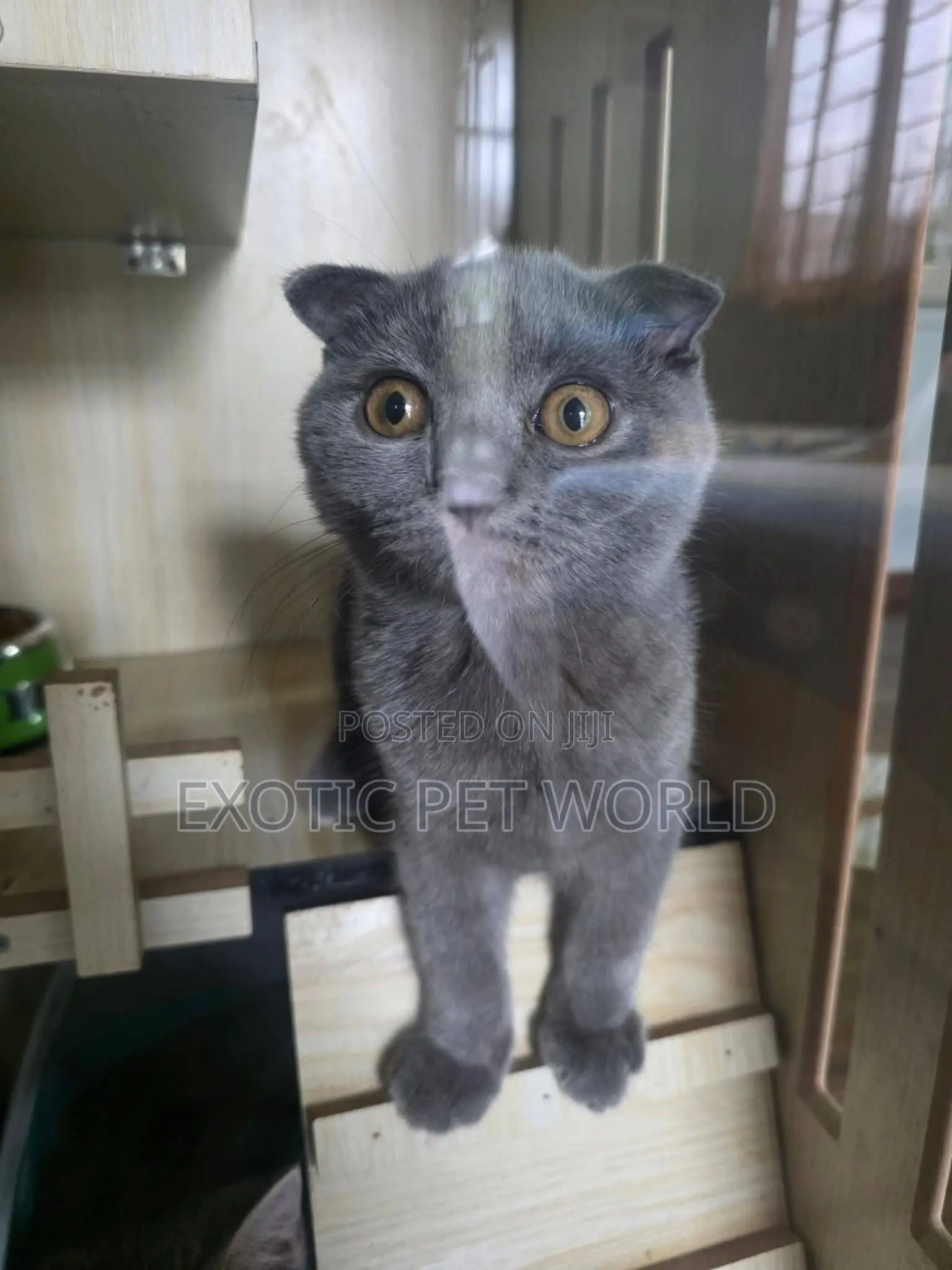 1-3 months Male Purebred Scottish Fold