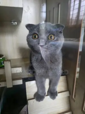 1-3 months Male Purebred Scottish Fold