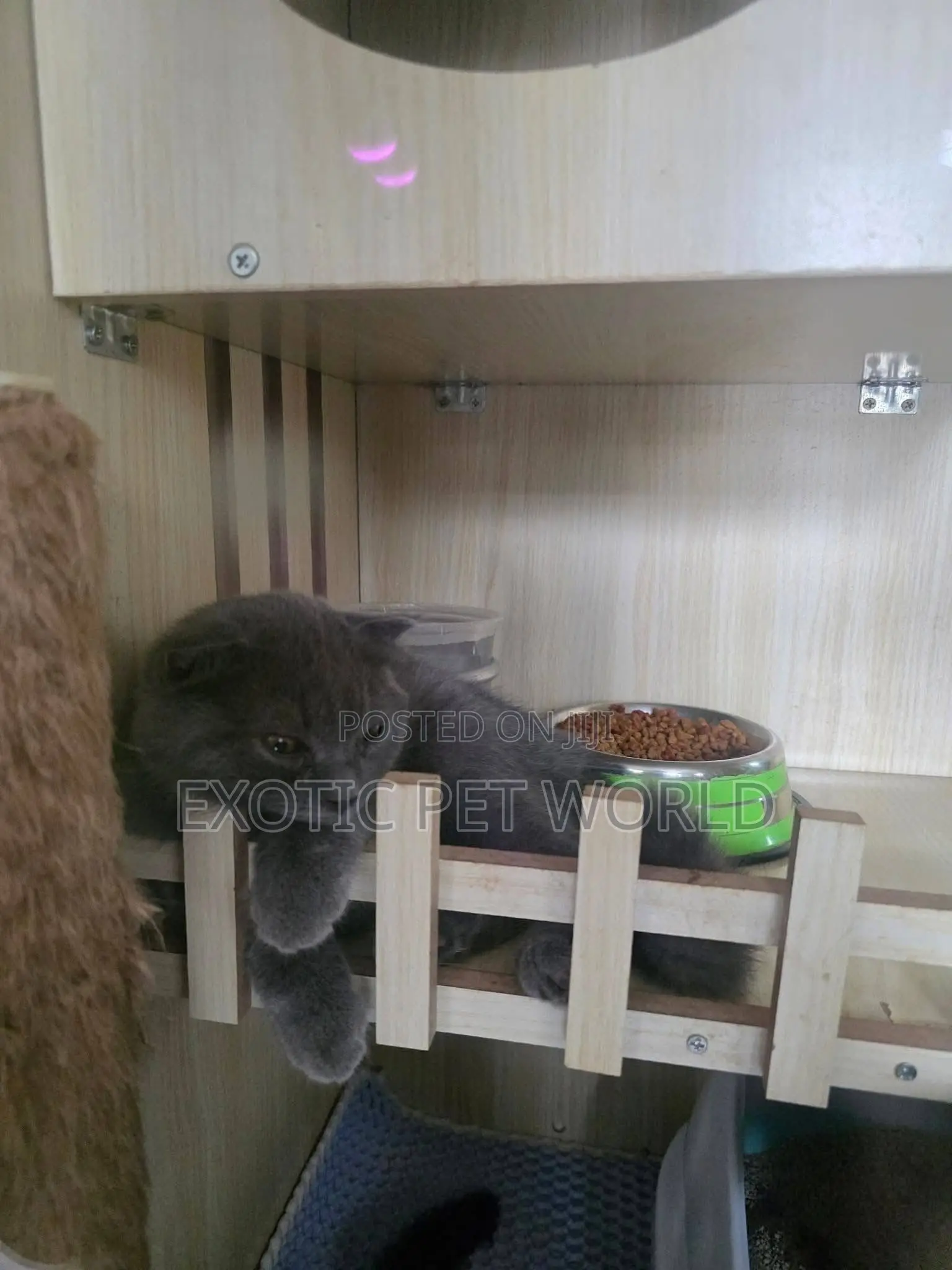 1-3 months Male Purebred Scottish Fold