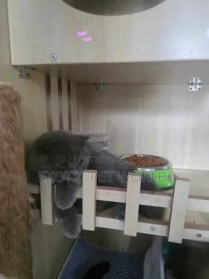 1-3 months Male Purebred Scottish Fold