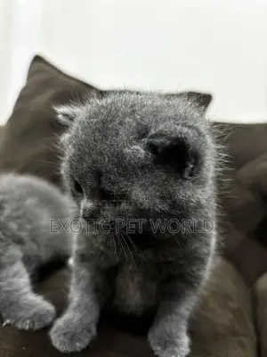 1-3 months Male Purebred Scottish Fold