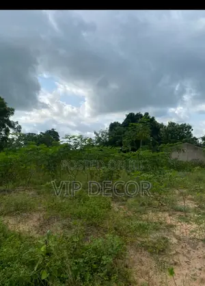 Cassava Farm
