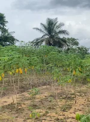 Gari, Ethanol Cassava