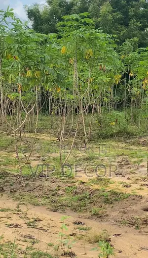 Gari, Ethanol Cassava