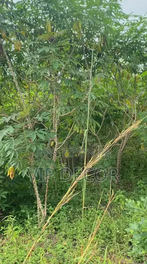 Gari, Ethanol Cassava