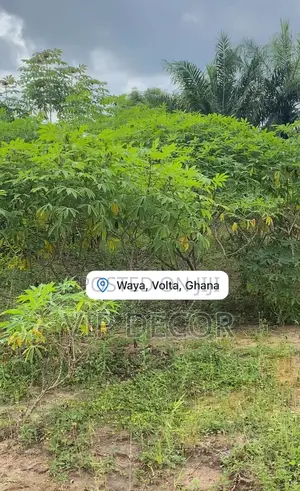 The Best Organic Cassava