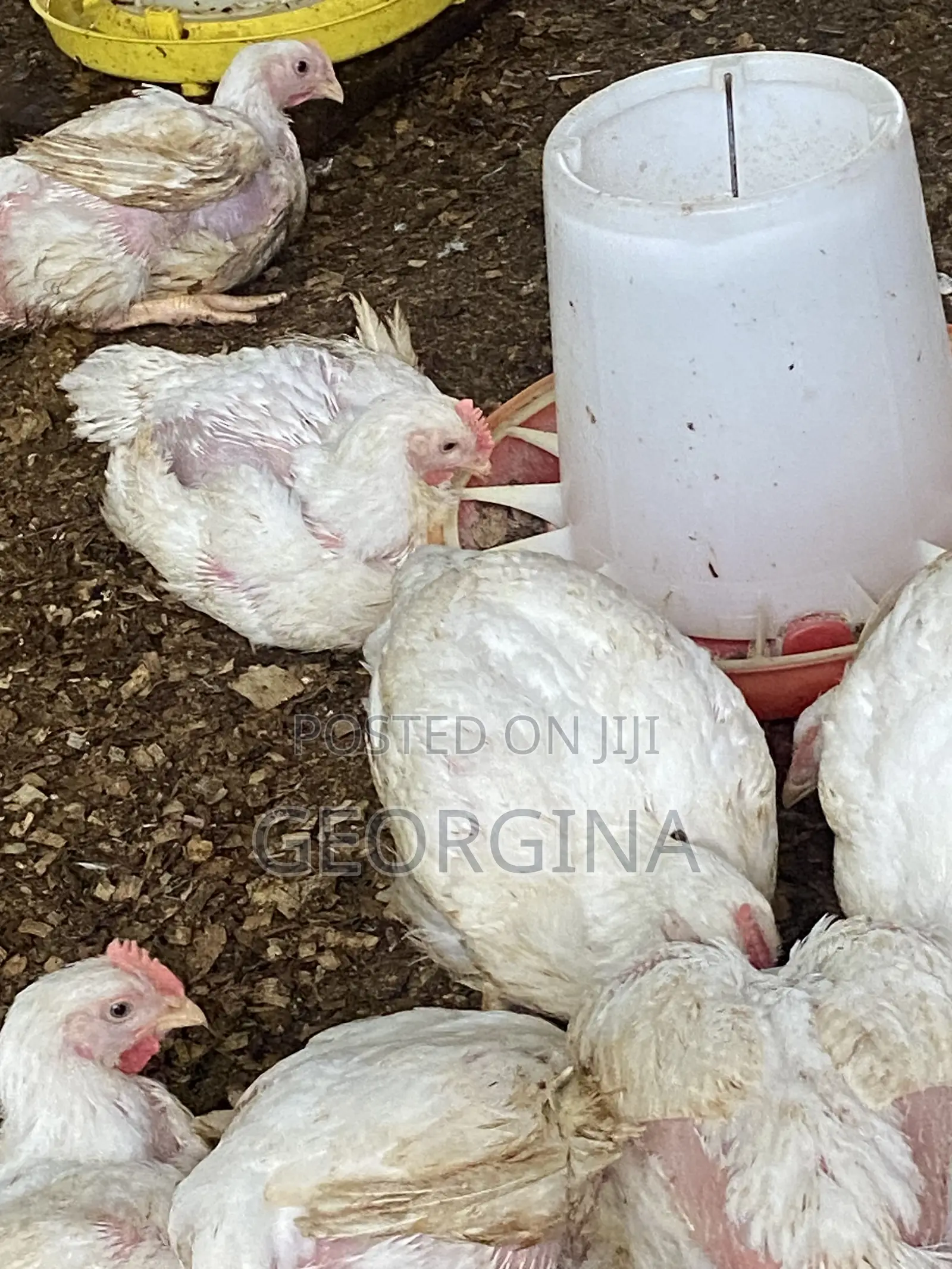We Supply Fresh, Clean, and Healthy Chicken for Home, and Restaurant