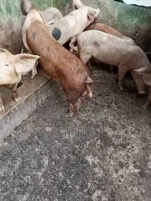 Pig and Pork