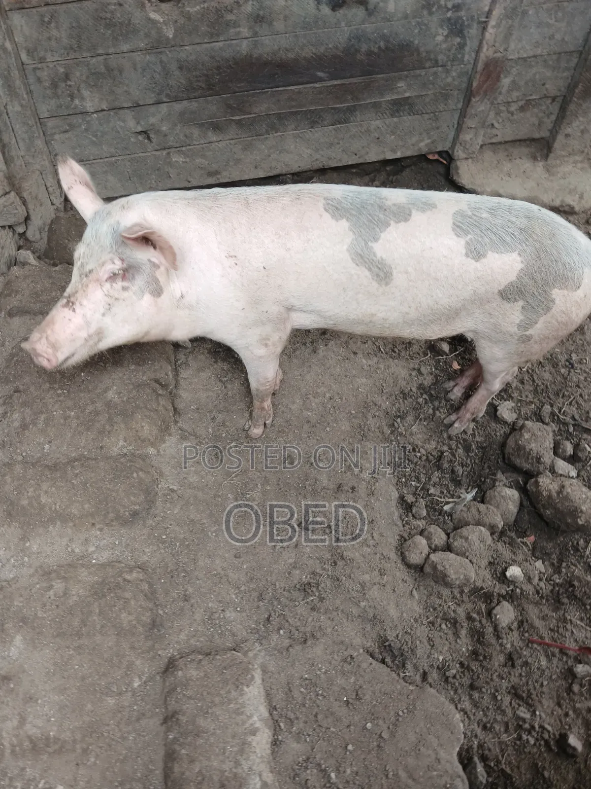 Pig and Pork