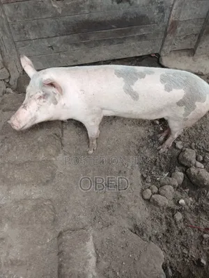 Pig and Pork
