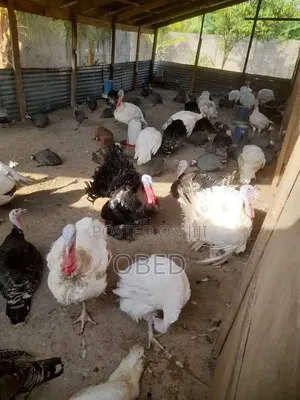 Goat Turkey and Rabbit