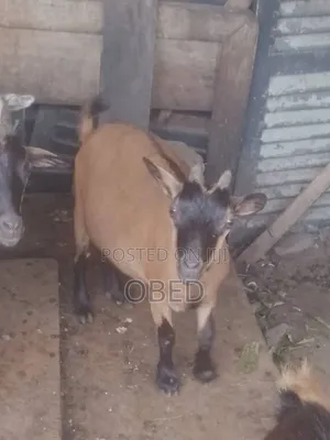 Goat Turkey and Rabbit