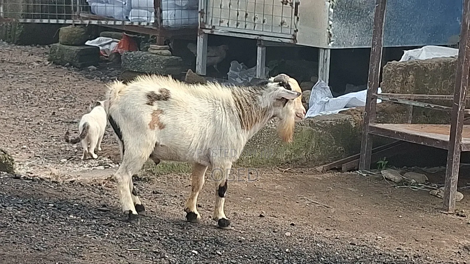 Goat Turkey and Rabbit