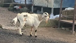 Goat Turkey and Rabbit
