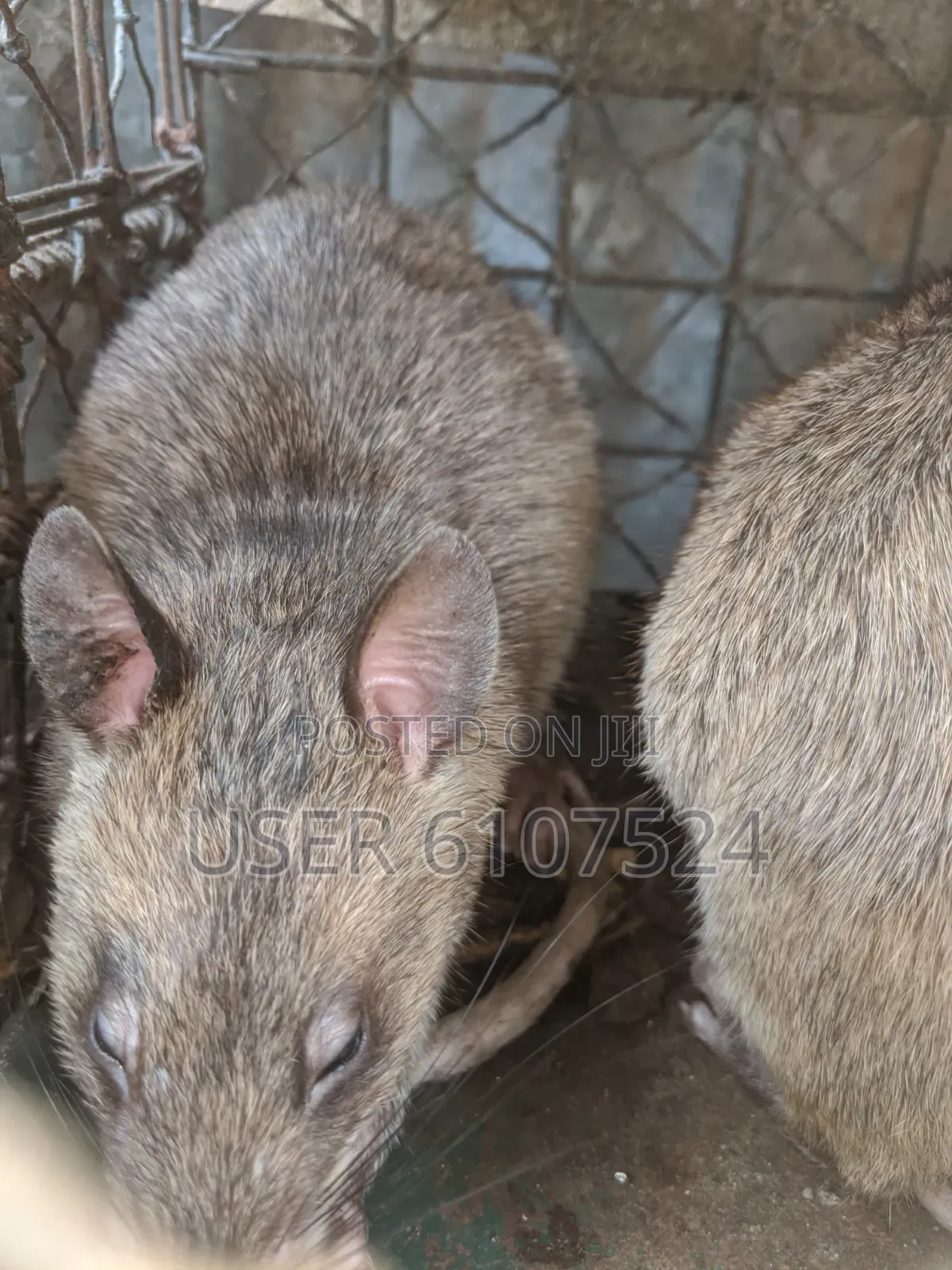 Very Matured African Giant Pouch Rats Two Years`