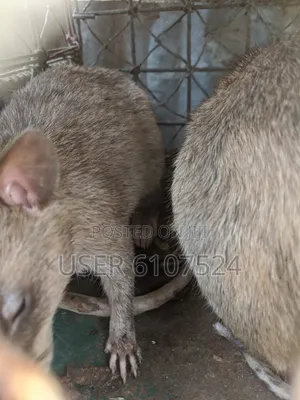 Very Matured African Giant Pouch Rats Two Years`