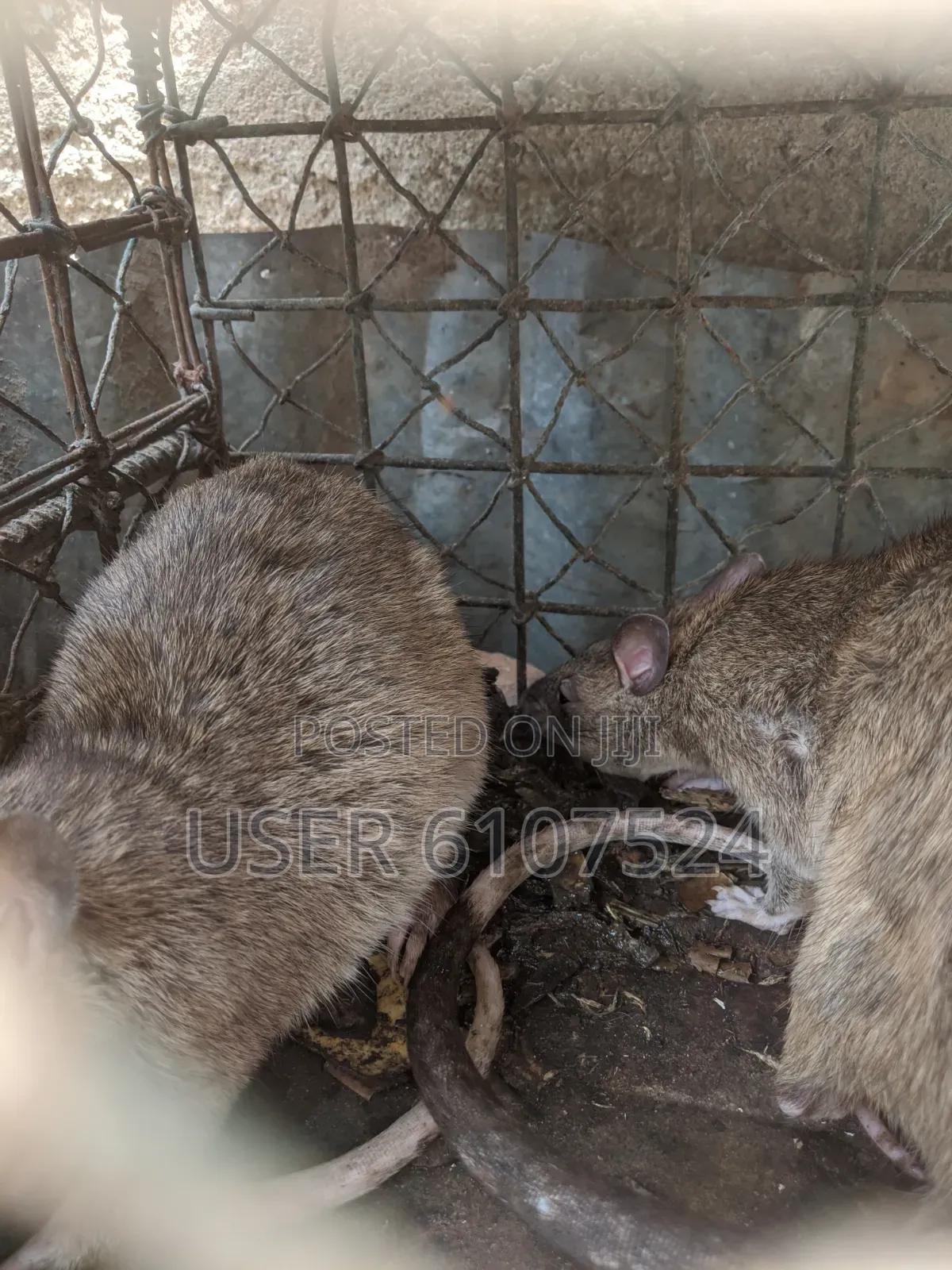 Very Matured African Giant Pouch Rats Two Years`