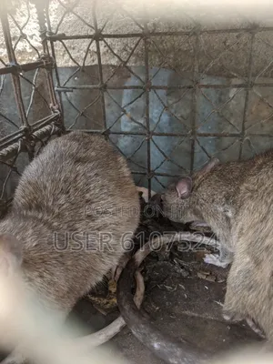 Very Matured African Giant Pouch Rats Two Years`