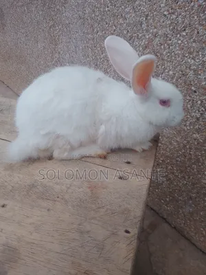 Female Mature New Zealand White Rabbit Available