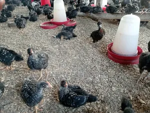 Plymouth Rocks and White Cocks All Available