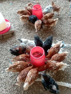 Plymouth Rocks and White Cocks All Available
