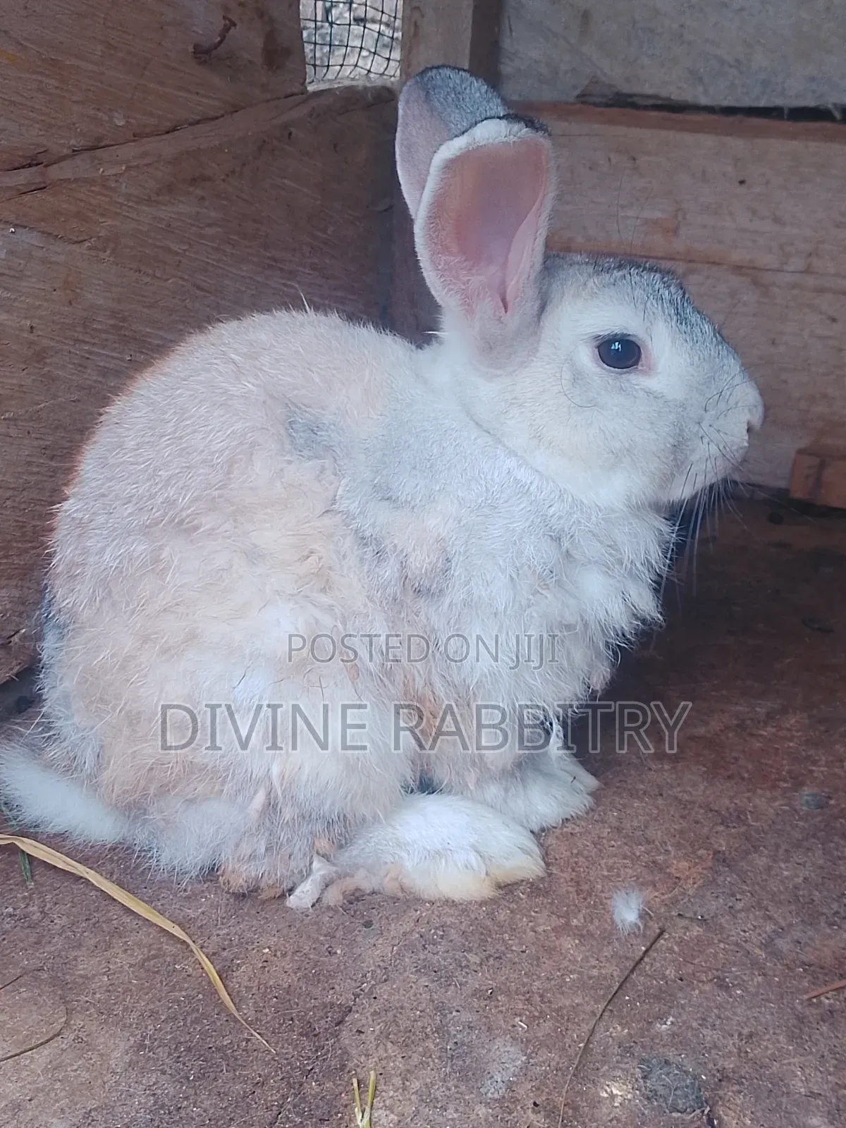 Active Matured Male Chinchilla Buck Available