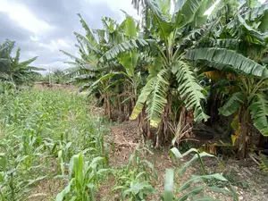 Plot of Land 140x70 Asofan Soja Line