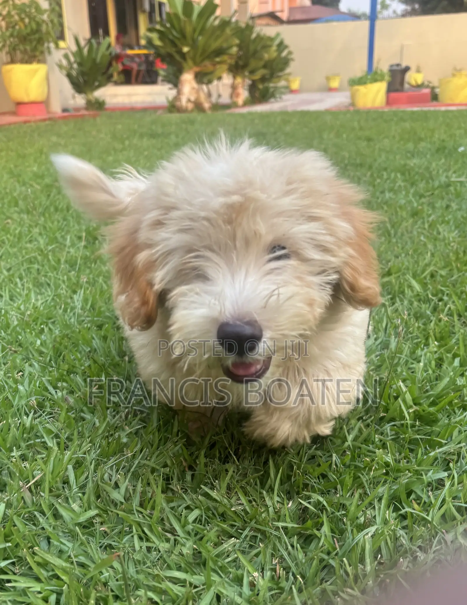 1-3 months Male Purebred Maltese