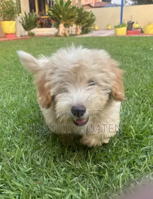 1-3 months Male Purebred Maltese