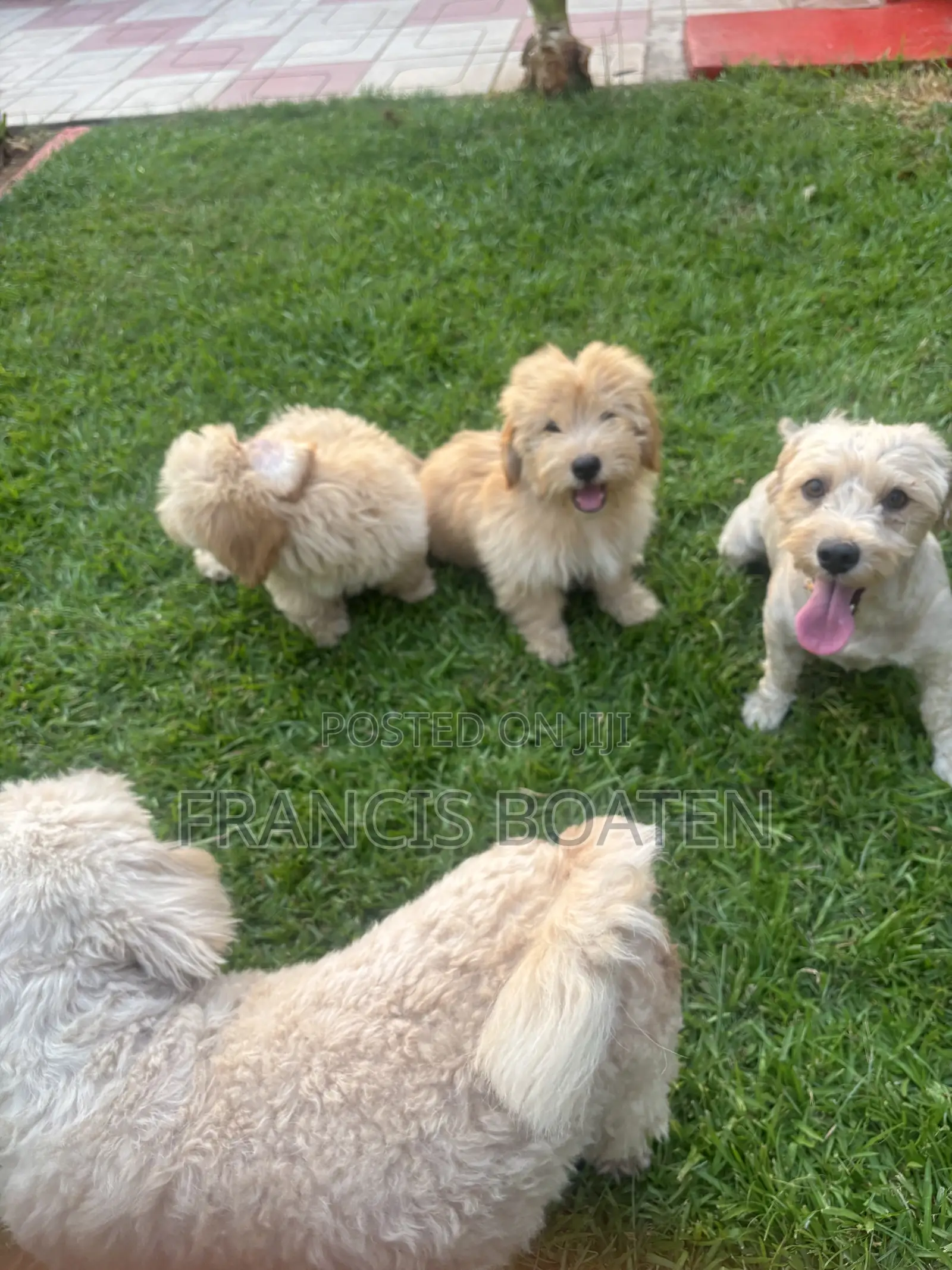 1-3 months Male Purebred Maltese