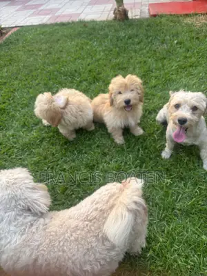 1-3 months Male Purebred Maltese