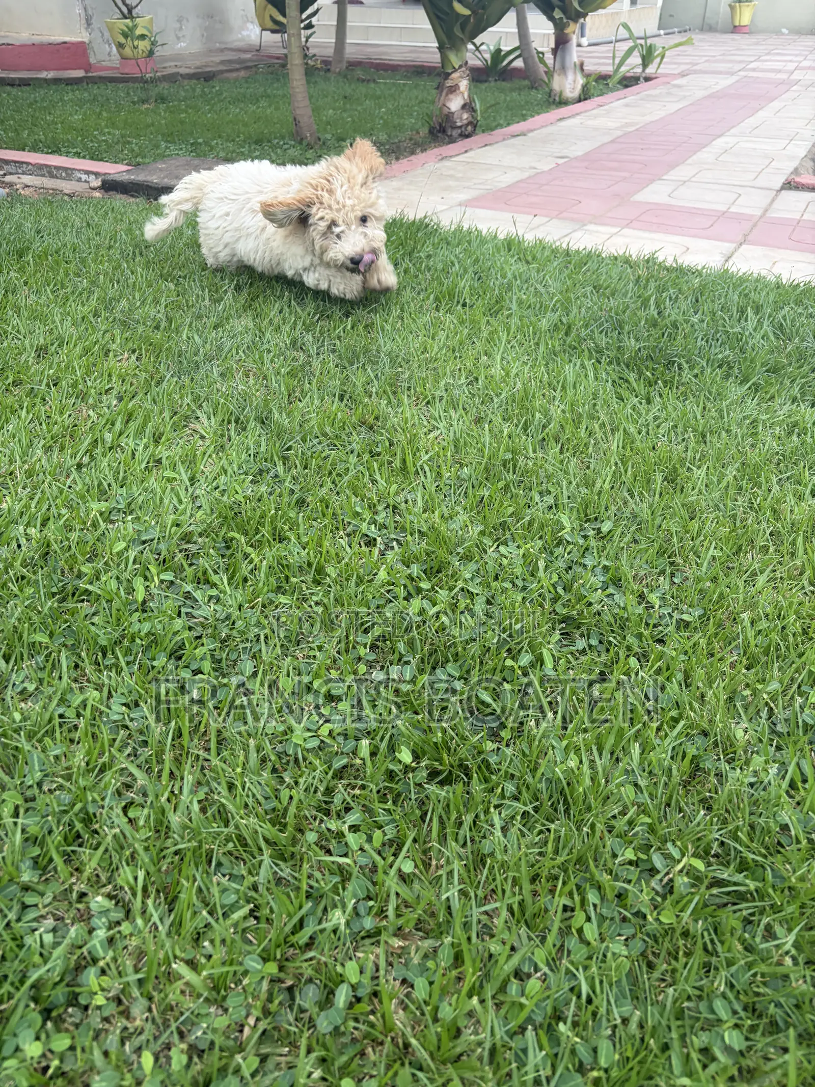 1-3 months Male Purebred Maltese