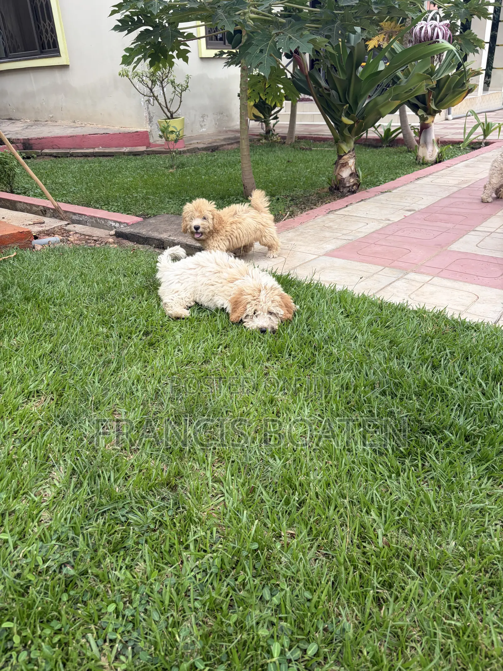 1-3 months Male Purebred Maltese