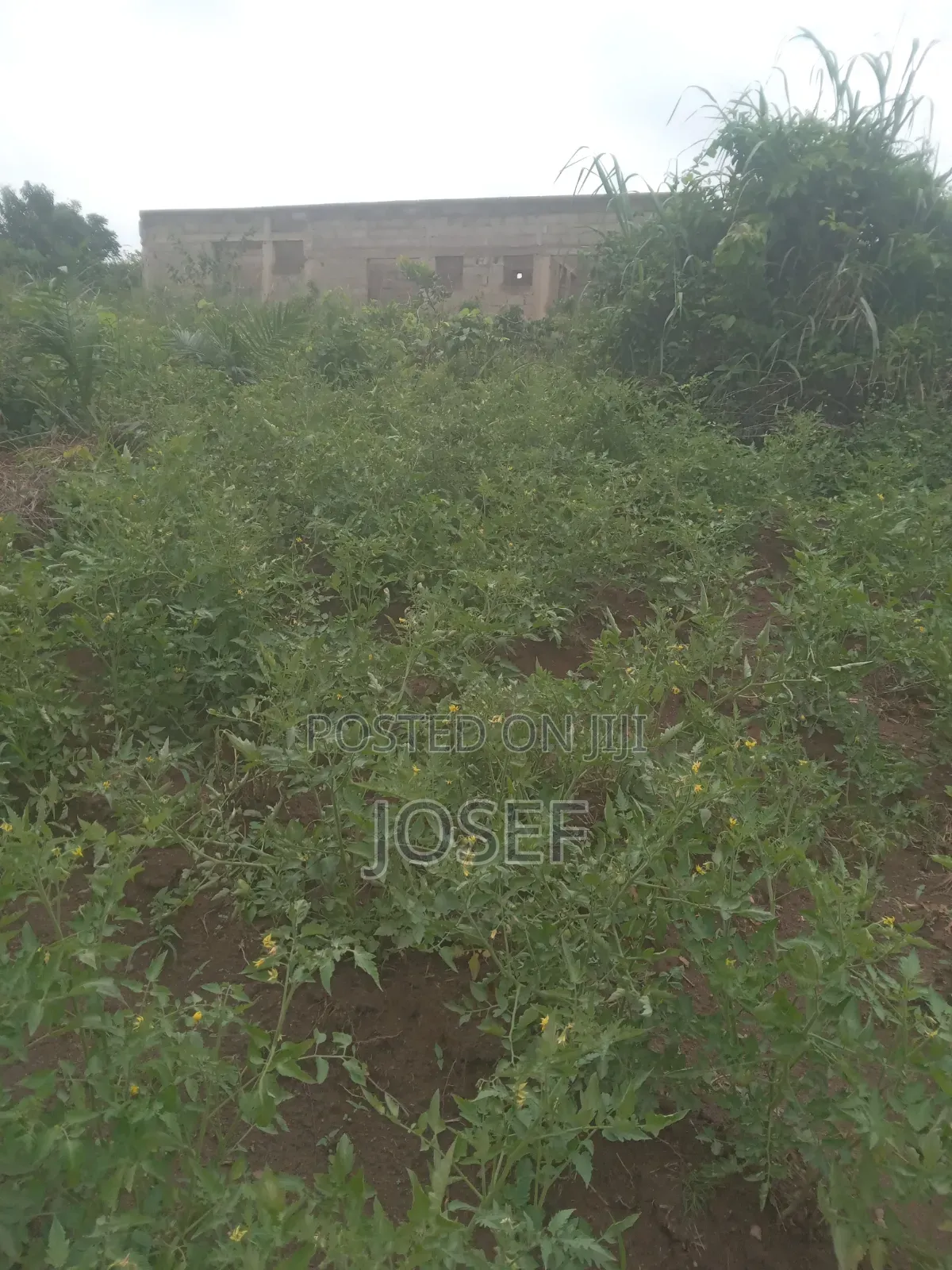 Plot of Land Is for Sale at Asante Agona)