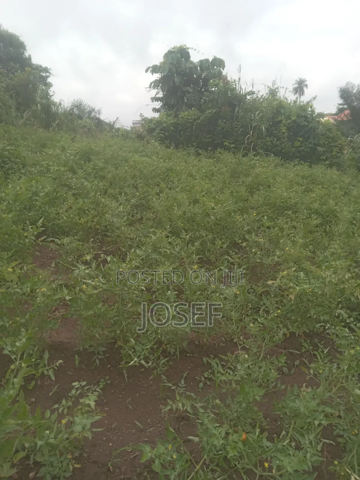 Plot of Land Is for Sale at Asante Agona)