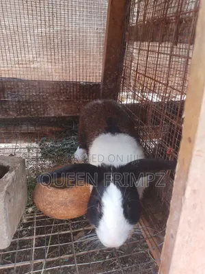 Matured Rabbits