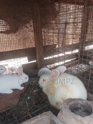 Matured Rabbits