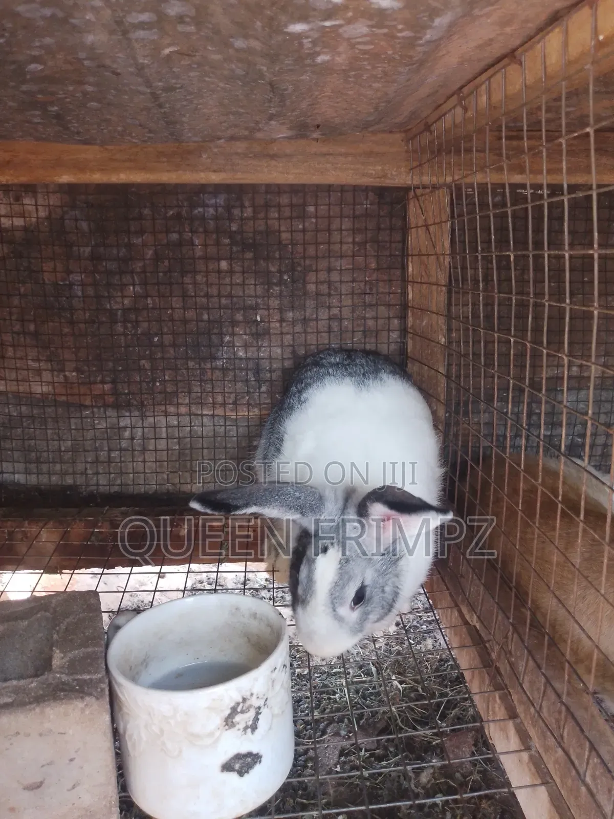 Matured Rabbits