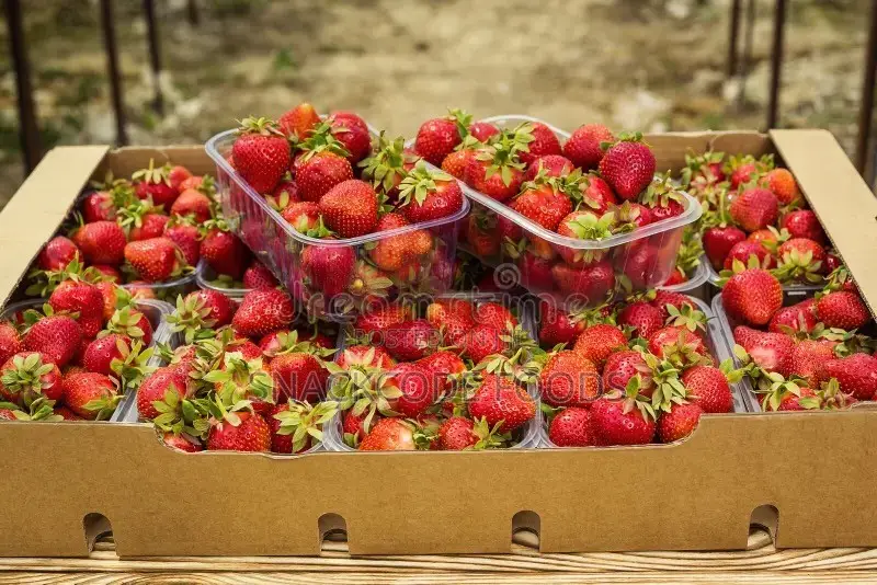 Fresh Strawberry