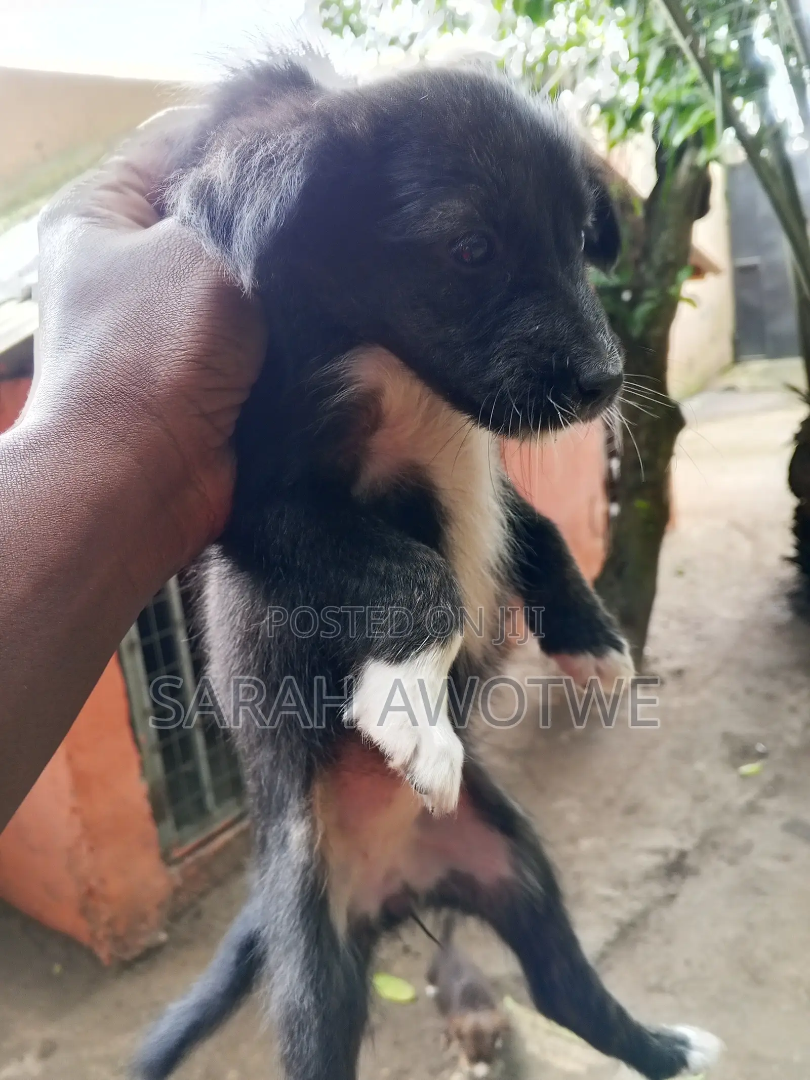 1-3 months Female Purebred Mongrel (No Breed)