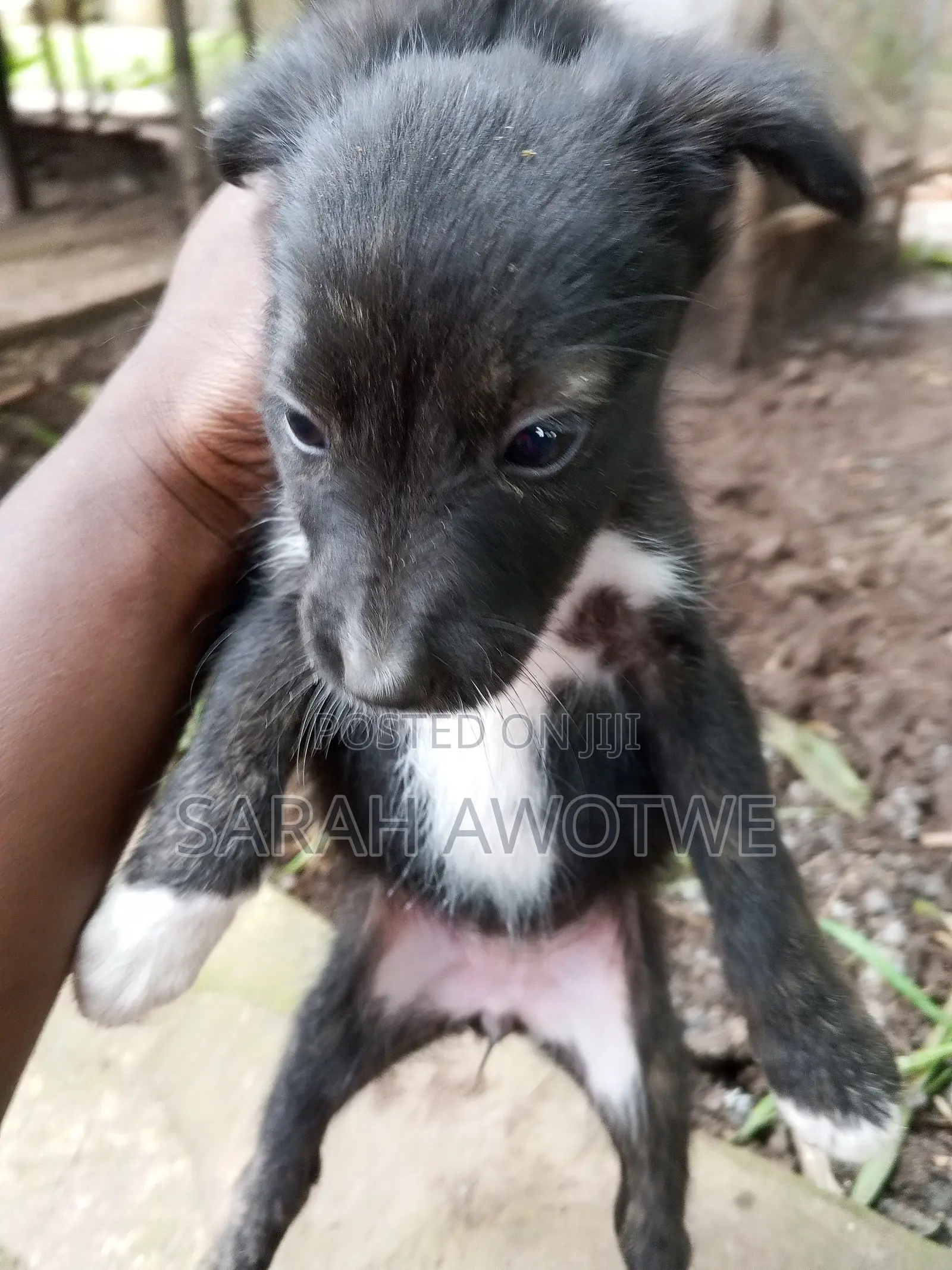 1-3 months Female Purebred Mongrel (No Breed)