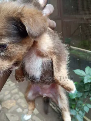 1-3 months Female Purebred Mongrel (No Breed)
