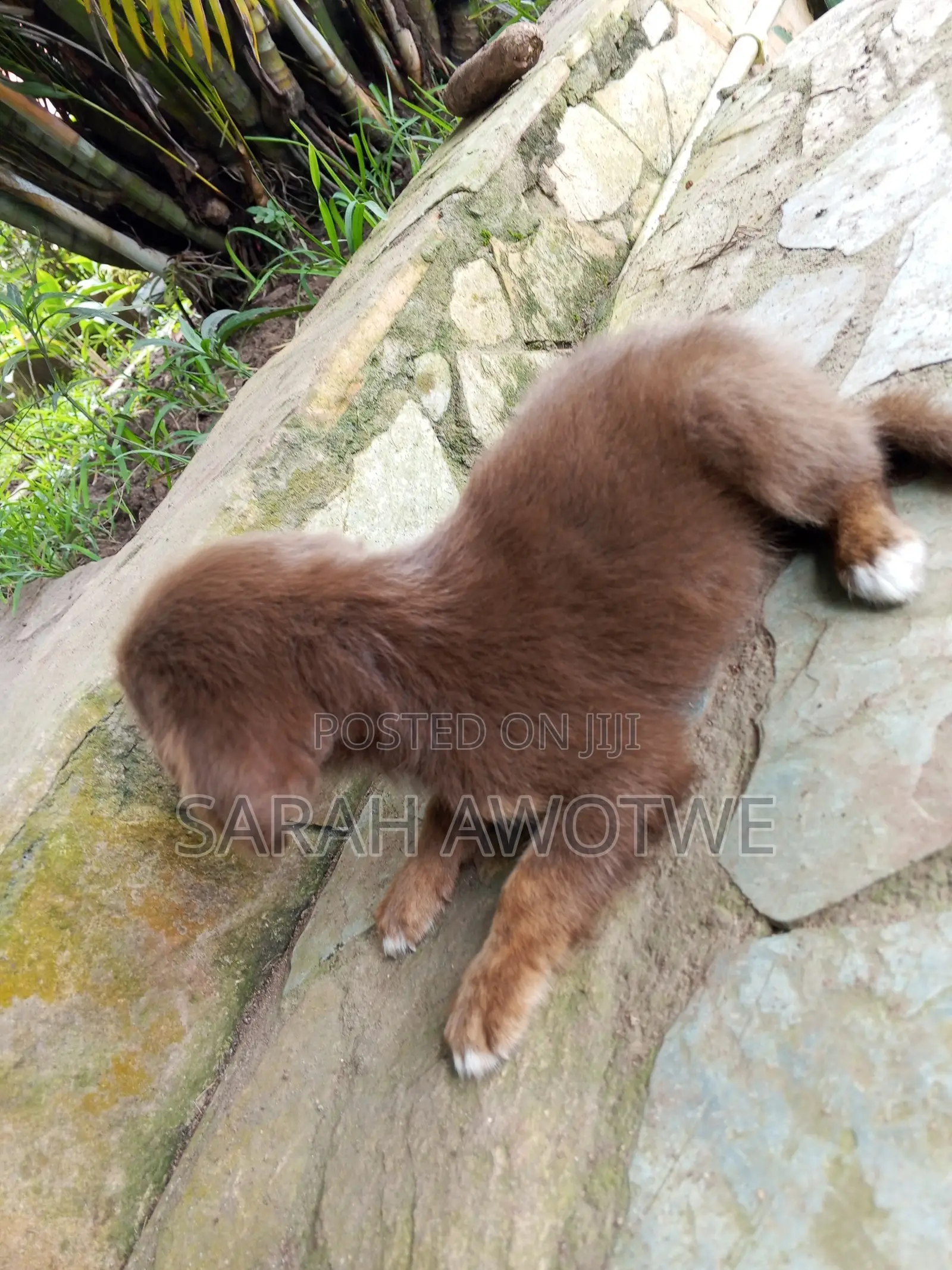 1-3 months Female Purebred Mongrel (No Breed)