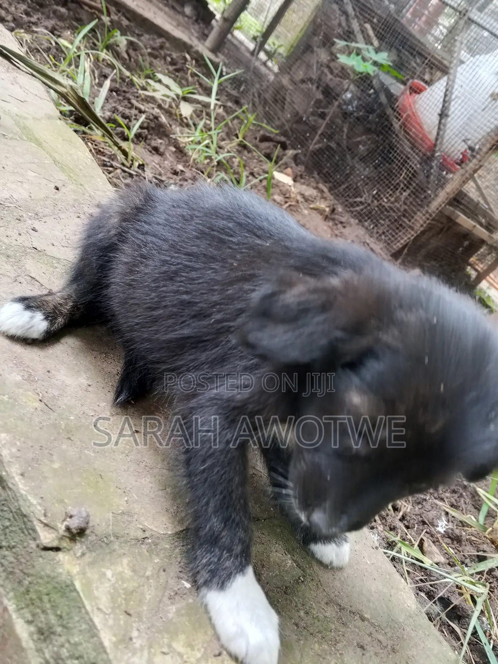 1-3 months Female Purebred Mongrel (No Breed)
