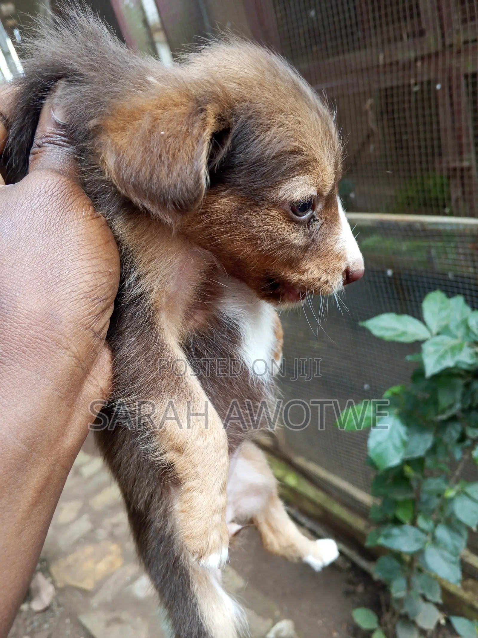 1-3 months Female Purebred Mongrel (No Breed)
