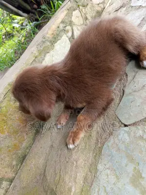 1-3 months Female Purebred Mongrel (No Breed)