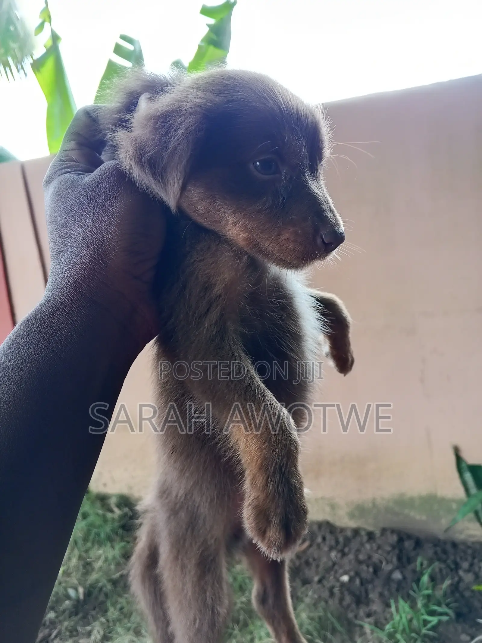 1-3 months Female Purebred Mongrel (No Breed)